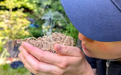 Crashkurs im Grünen mit Nicola Gulli